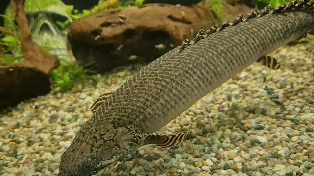 Bichir fish swimming in a freshwater aquarium with plants and driftwood. Exotic Polypterus species in a home tank