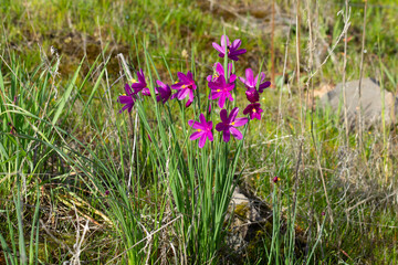 Grass Widow Lily Flower Close Up in the Columbia River Gorge in Early Spring