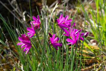 Grass Widow Flowers in the Columbia River Gorge in Early Spring