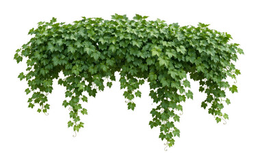 Fototapeta premium PNG Lush green cascading foliage