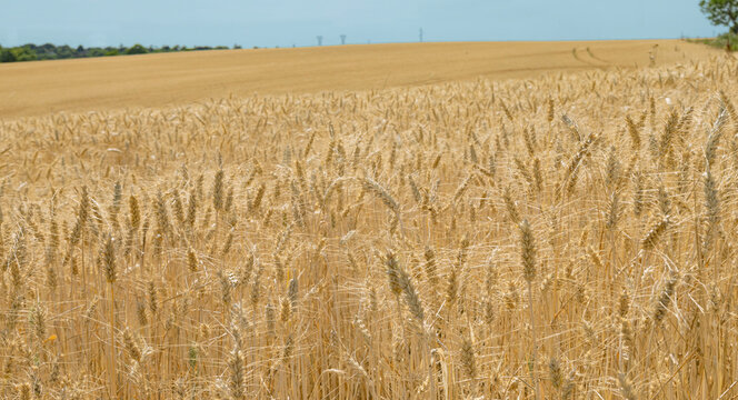 Champ de bl&eacute; en &eacute;t&eacute;