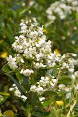 Fototapeta premium Escallonia 'Iveyi' 