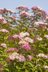 Obraz premium Spiraea japonica Anthony Waterer