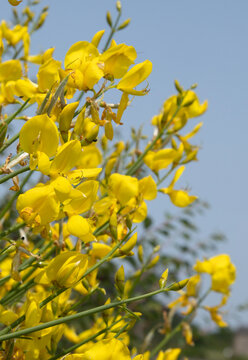 Spartium junceum