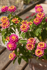 Obraz premium Fleurs de Lantana rose et jaune 