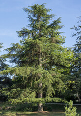 Fototapeta premium Cedrus deodara 