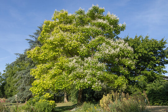 Paulownia tomentosa	