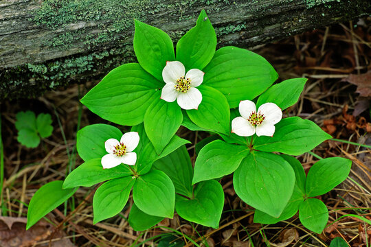 Bunchberry, Cornus canadensis