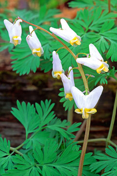 Dutchman's breeches, Dicentra cucullaria