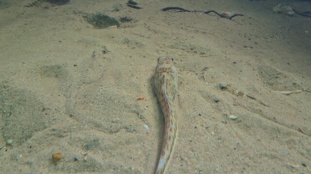 Top-down shot of a greater weaver fish camouflaged against the sandy seabed. The speckled fish lies still on the ocean floor in shallow, clear water