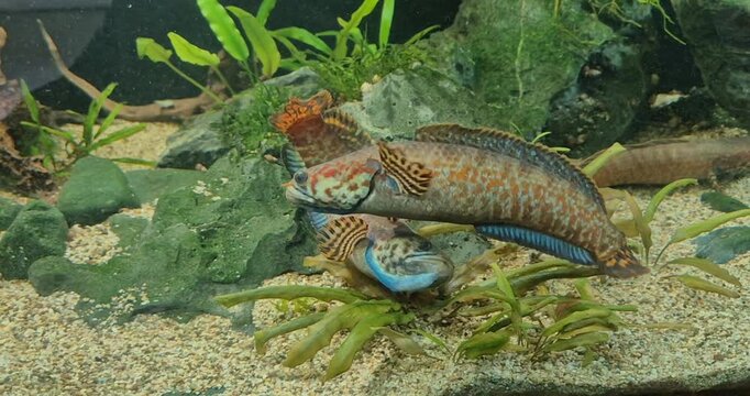 Vibrant snakehead fish swims through a planted aquarium. The detailed shot showcases its unique patterns, elongated body, and colorful fins against a lush green backdrop