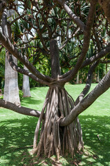 Fototapeta premium Exotic Pandanus tree with aerial roots in a tropical botanical garden, Tenerife, Canary Islands, Spain. Green lawn and palm trees in background