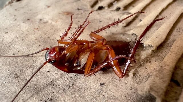 A close-up macro image of a dead cockroach lying face up on a dusty, old corrugated cardboard surface shows details of its legs, antennae, and body texture&mdash;a common sight in homes&mdash;and raises question