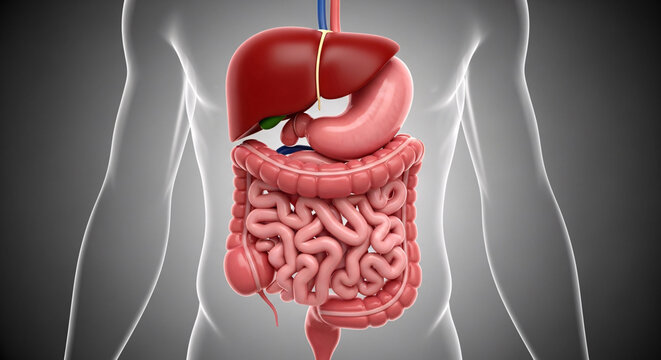 Detailed three dimensional rendering of the complete human digestive system within a transparent body outline