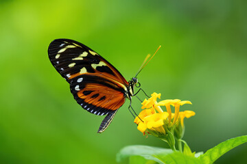 Obraz premium Tiger Swallowtail Butterfly Perched Gracefully on Delicate Yellow Flowers Against a Backdrop of Verdant Greenery Showcasing the Intricate Details of its Wings