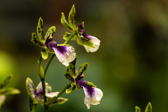 Delicate Encyclia Orchid flowers blooming on a slender green stem in warm natural daylight. White and purple petals with spotted green sepals stand out against a smooth blurred garden background.