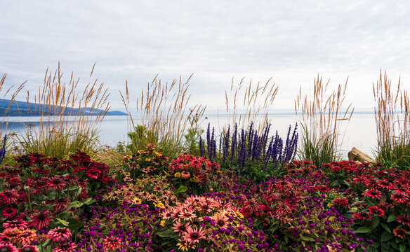 wundersch&ouml;ne bunte Blumen und Gr&auml;ser vor Meer, Fluss, Wasser, der Kai von La Malbaie, fr&uuml;her La Malbaie&ndash;Pointe-au-Pic, am Nordufer des Sankt-Lorenz-Strom in der Provinz Qu&eacute;bec, MRC Charlevoix-Est