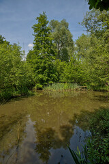 pool with reed and green spring trees in the wetlands of Latemse Meersen nature reserve, Sint-Martens Latem, flanders, belgium