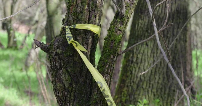 Caution Tape Tied to Mossy Oak Tree