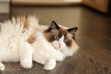 Obraz premium fluffy ragdoll cat with blue eyes sitting indoors