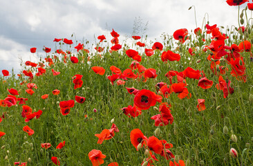 Obraz premium low angle view on a field with bright red poppies under a cloudy sky - Papaveroideae 