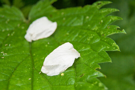 Closeup of white flower petals on a green nettle leaf, selective focus 