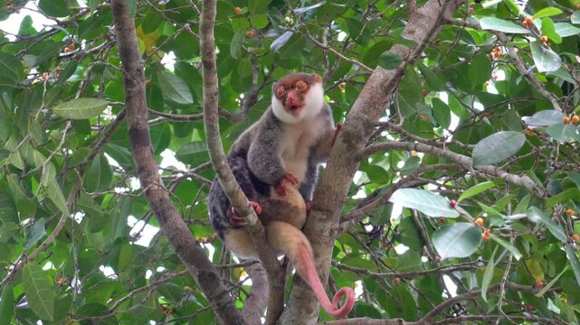 Waigeo spotted cuscus (Spilocuscus papuensis) eats while sitting in rainforest tree, Raja Ampat, Indonesia. Female possibly carrying a joey in pouch.