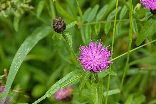  Pink flowers of brown knapweed - Centaurea jacea. 