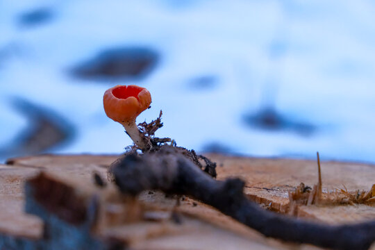 Sarcoscypha austriaca - mushroom known as Scarlet elfcup