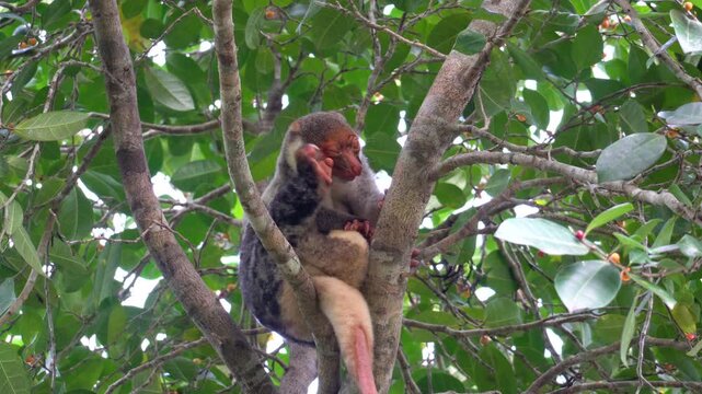 Waigeo spotted cuscus (Spilocuscus papuensis) scratching head in rainforest tree, Raja Ampat, West Papua, Indonesia.