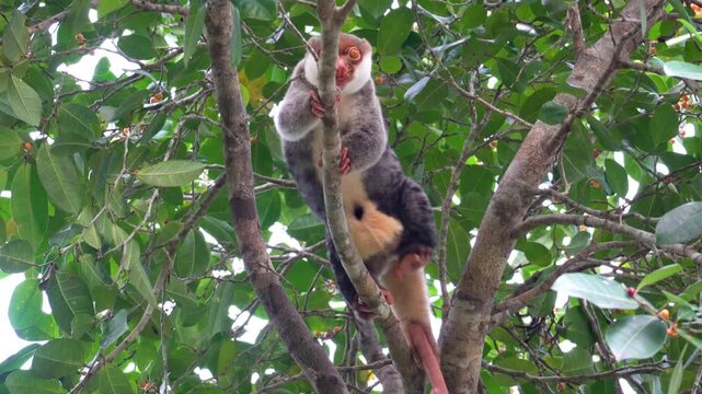 Waigeo spotted cuscus (Spilocuscus papuensis) walking along a tree branch in tropical rainforest of Raja Ampat, West Papua, Indonesia. Female possibly carrying a joey in pouch.