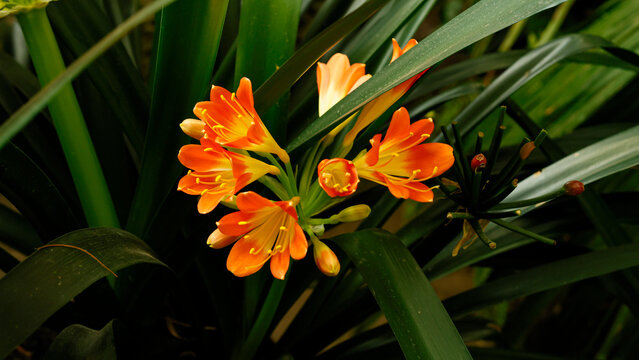 Beautiful kaffir lily , Clivia miniata , flowers in full bloom in the botanical garden