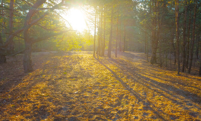 wide spring forest glade in light of sparkle sun, seasonal outdoor forest scene © Yuriy Kulik
