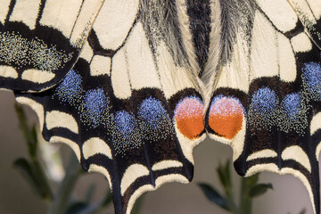 Wing detail of a Swallowtail (Papilio machaon) butterfly in La Garrotxa, Catalonia, Spain. © Joan