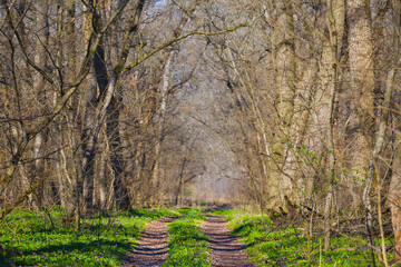 ground road among green spring forest