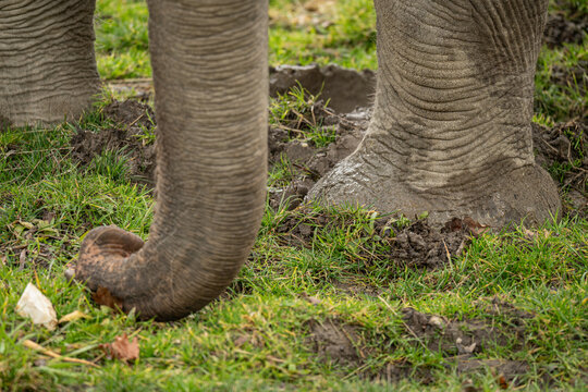 Close‑up of the trunk of an Indian elephant searching for food in the grass outdoors.
