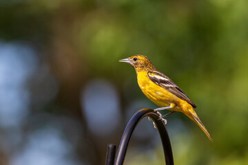 Female Baltimore Oriole bird perched on feeder. Backyard birding, birdwatching and identification