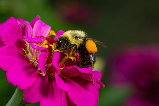 Closeup of pollen basket or sac of Eastern Bumble Bee on zinnia wildflower. Pollination, insect identification and backyard flower garden concept.