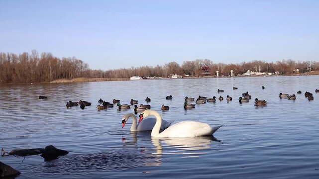 two white swans among ducks on a spring river