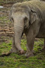 Fototapeta premium Close‑up of the front part of a female Indian elephant on a grassy lawn.