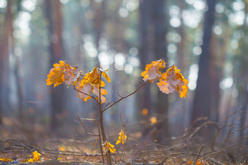 closeup small red dry oak tree branch on the forest glade,  outdoor forest scene © Yuriy Kulik