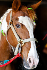 Horse Portrait three quarter view