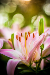 Obraz premium pink lily closeup portrait