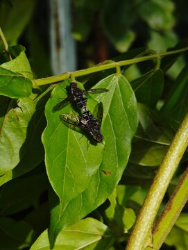 Mosca in amore
