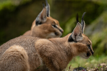 Two young caracals in an enclosure next to each other with rocks in the background.