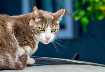 Gray Domestic Cat With Green Eyes Looking At Camera © Daniel