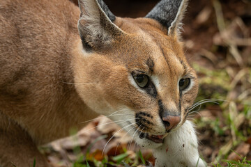 Caracal cub eating a rat outdoors – kept in a zoo. © lapis2380