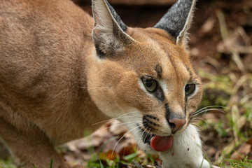 Caracal cub eating a rat outdoors – kept in a zoo. © lapis2380