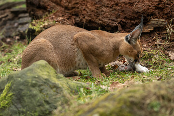 Caracal cub eating a rat outdoors – kept in a zoo. © lapis2380