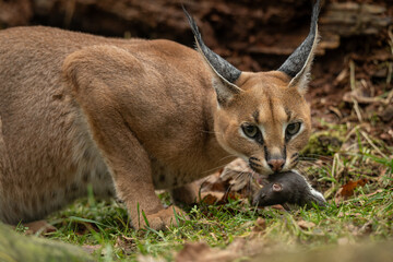Caracal cub eating a rat outdoors – kept in a zoo. © lapis2380